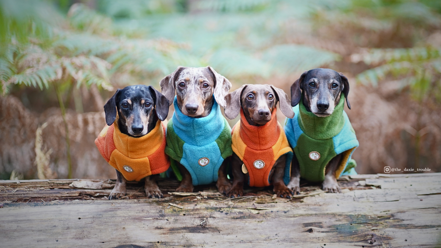 Barker dog clothes online