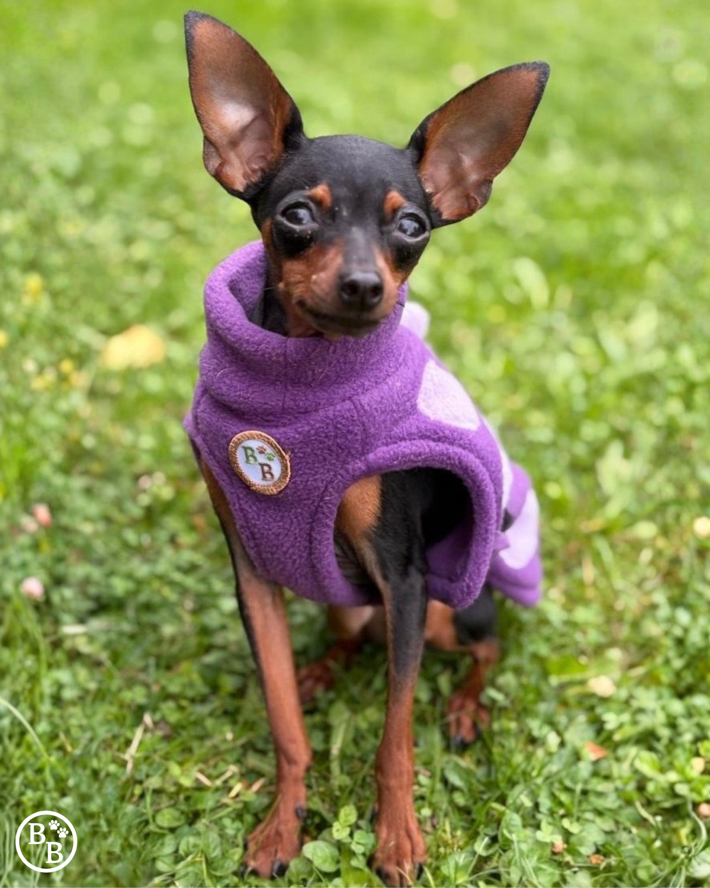 Chihuahua and small breed Dino Coat