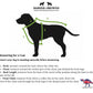 Dinosaur Dog Coats Hunter & Grape