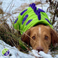 Barker and Browns Bespoke made to measure original Dinosaur dog coat