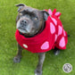 Barker and Browns Bespoke made to measure original Dinosaur dog coat