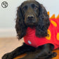 Barker and Browns Bespoke made to measure original Dinosaur dog coat