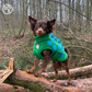 Barker and Browns Bespoke made to measure original Dinosaur dog coat