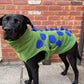 Barker and Browns Bespoke made to measure original Dinosaur dog coat